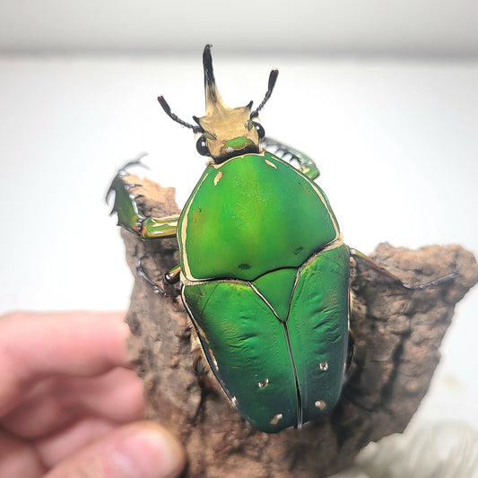 Mecynorrhina torquata immaculicollis