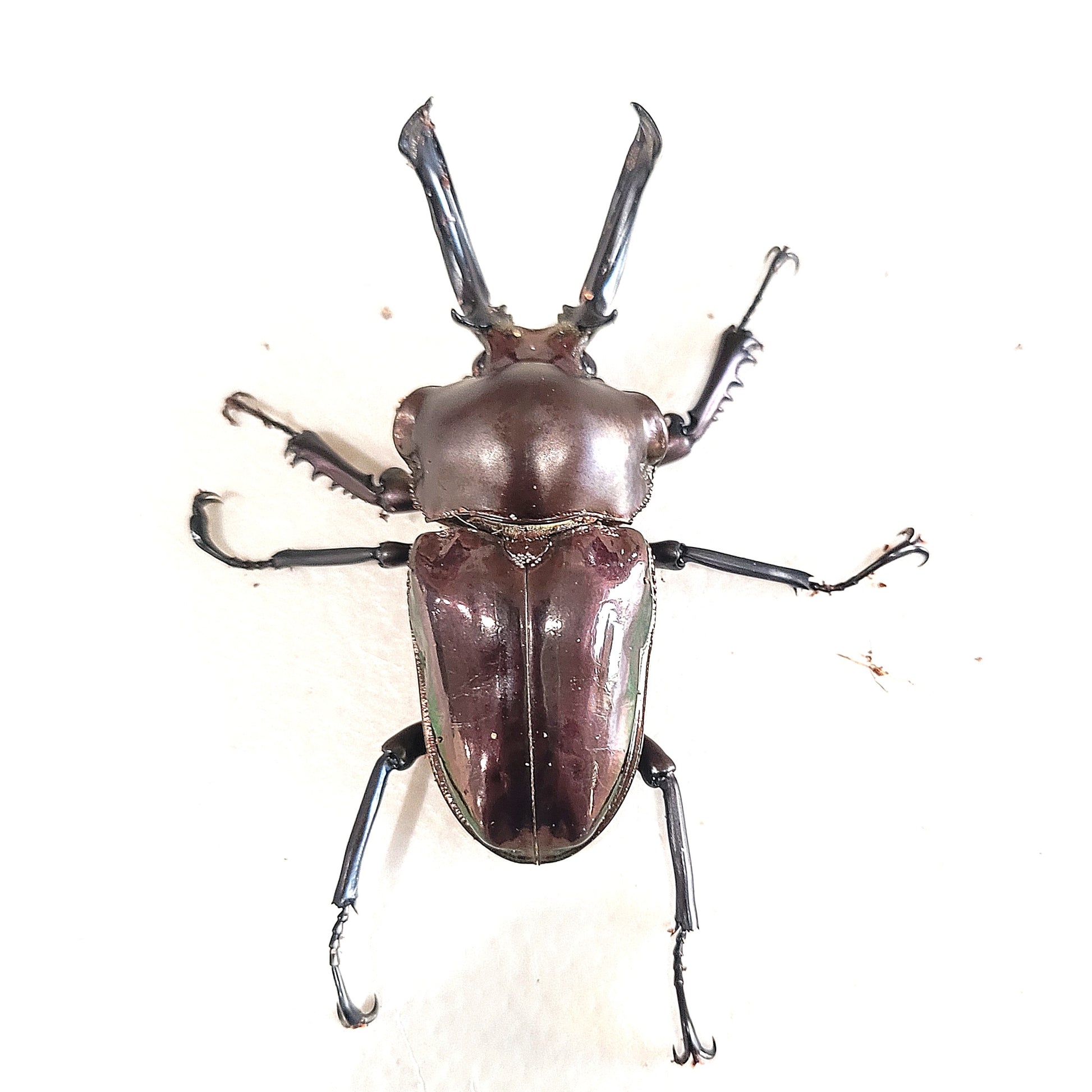 RARE Phalacrognathus muelleri pair, rainbow beetle, black form male 58 RARE Phalacrognathus muelleri pair, rainbow beetle, black form male 58