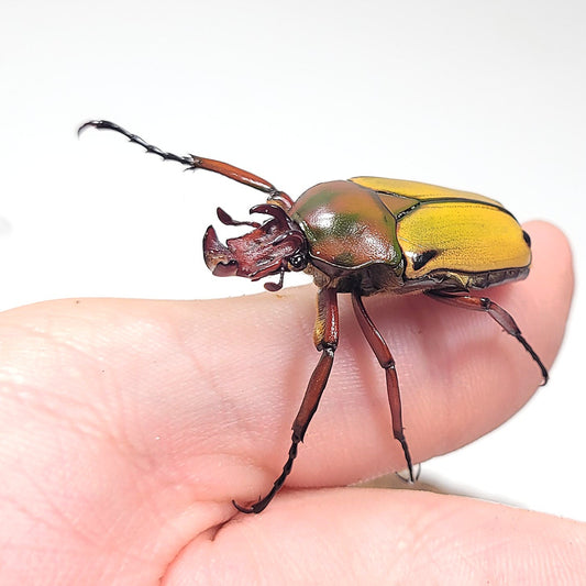 (On sale) Cornuta Flower Beetle (Cyprolais cornuta)
