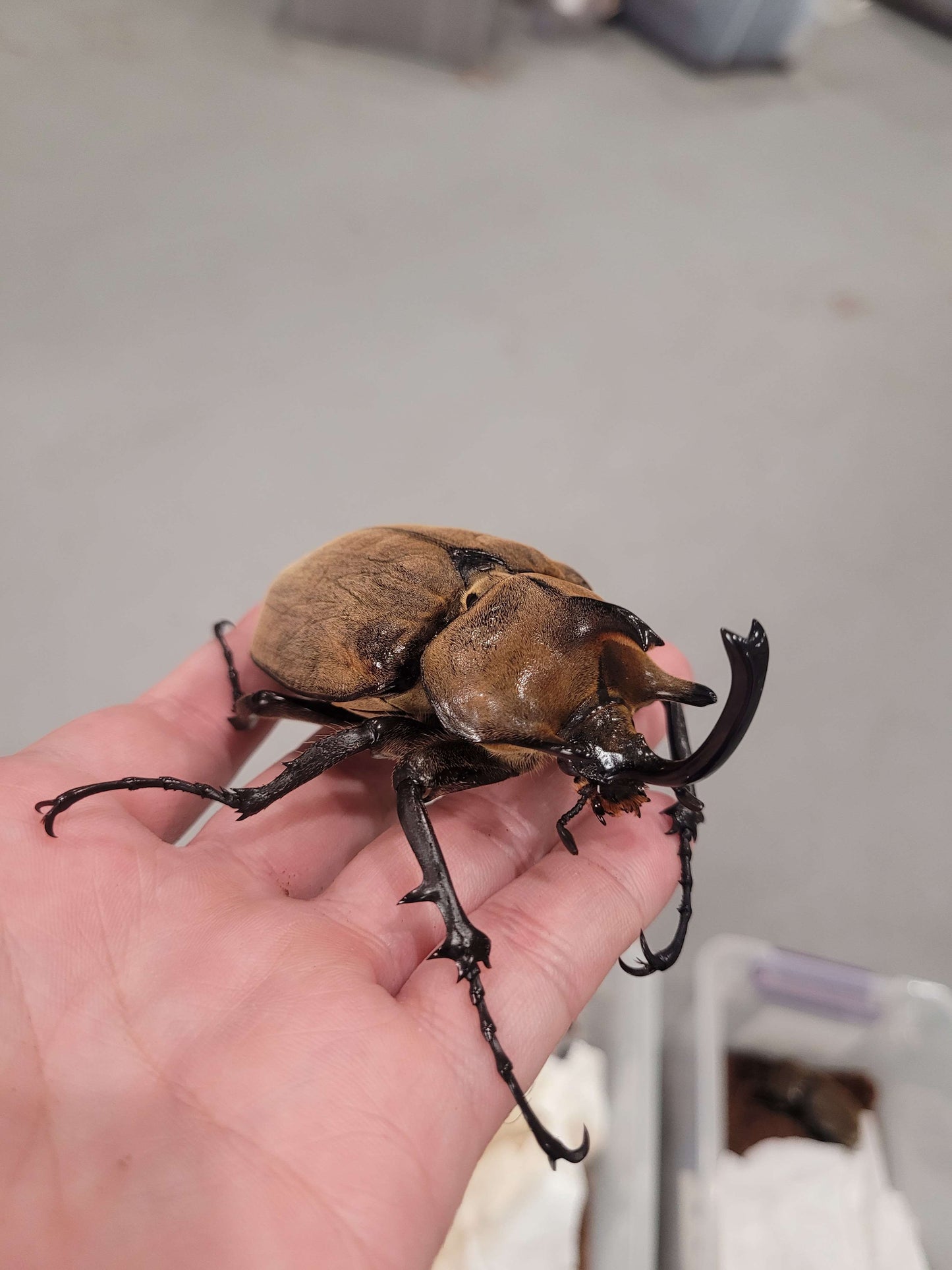 The Gyas Elephant Beetle (megasoma gyas prandii)