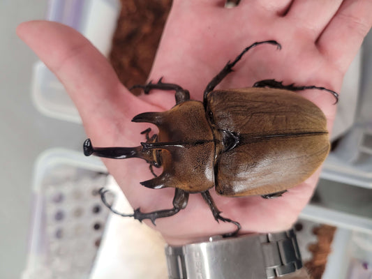 The Gyas Elephant Beetle (megasoma gyas prandii)