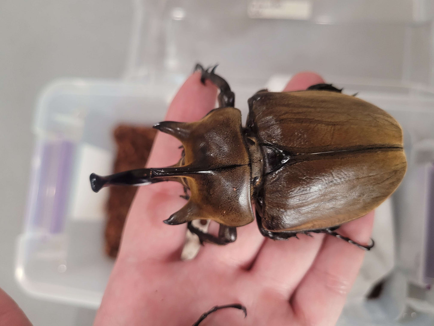 The Gyas Elephant Beetle (megasoma gyas prandii)