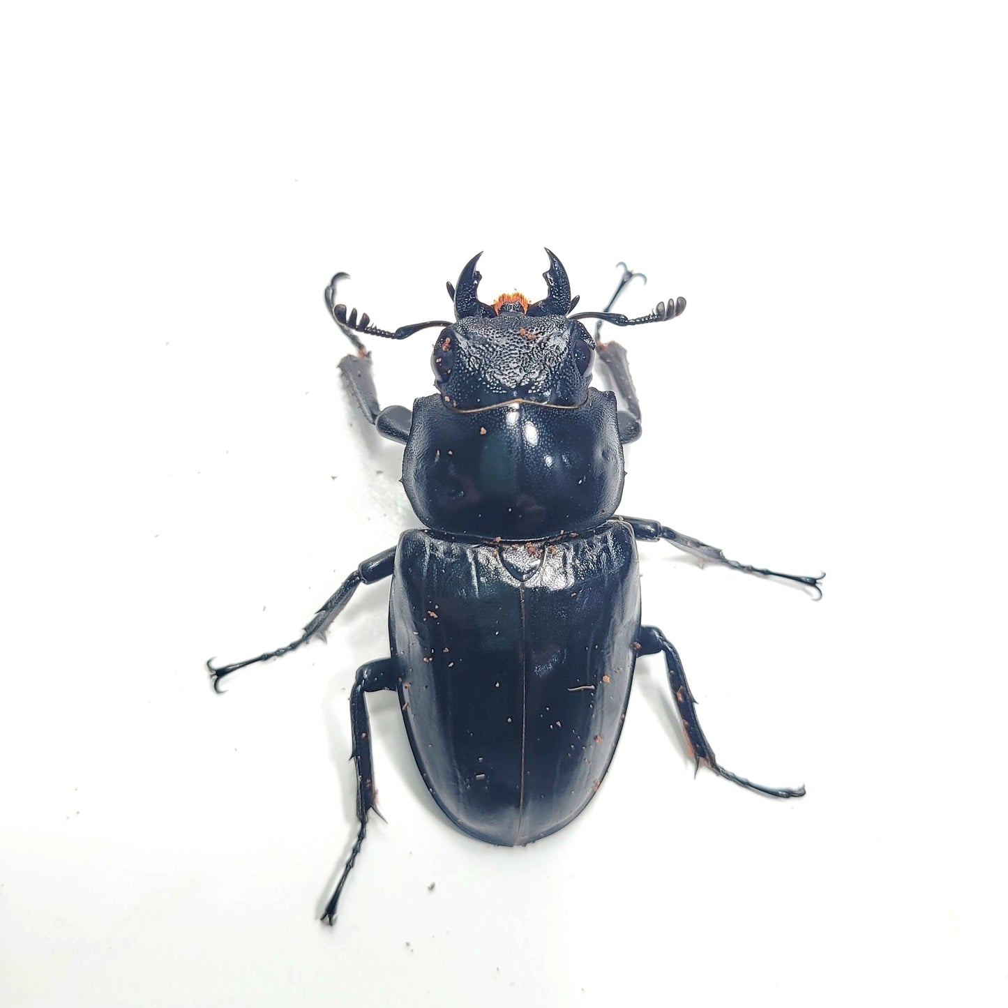 Giraffe Stag Beetle (Prosopocoilus giraffa keisukei)