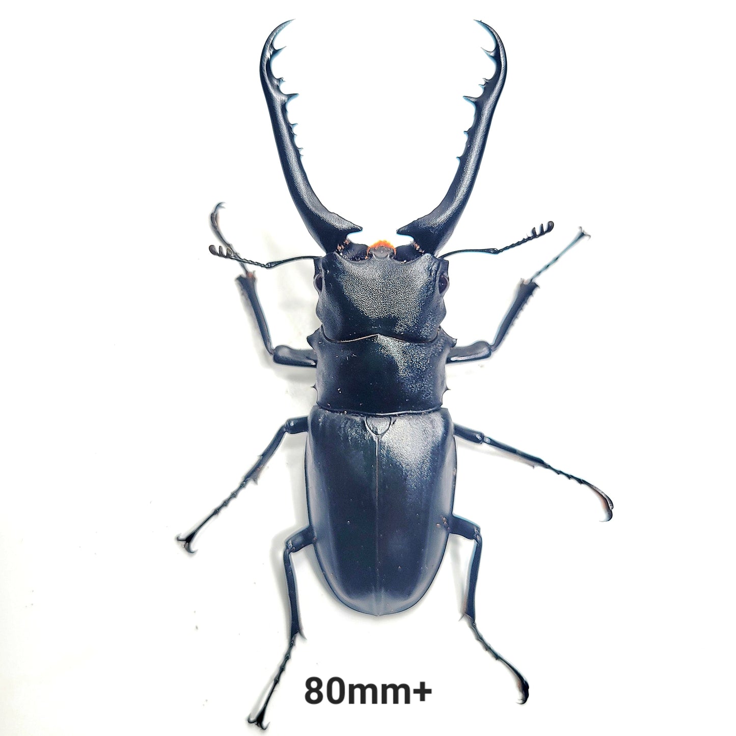 Giraffe Stag Beetle (Prosopocoilus giraffa keisukei)
