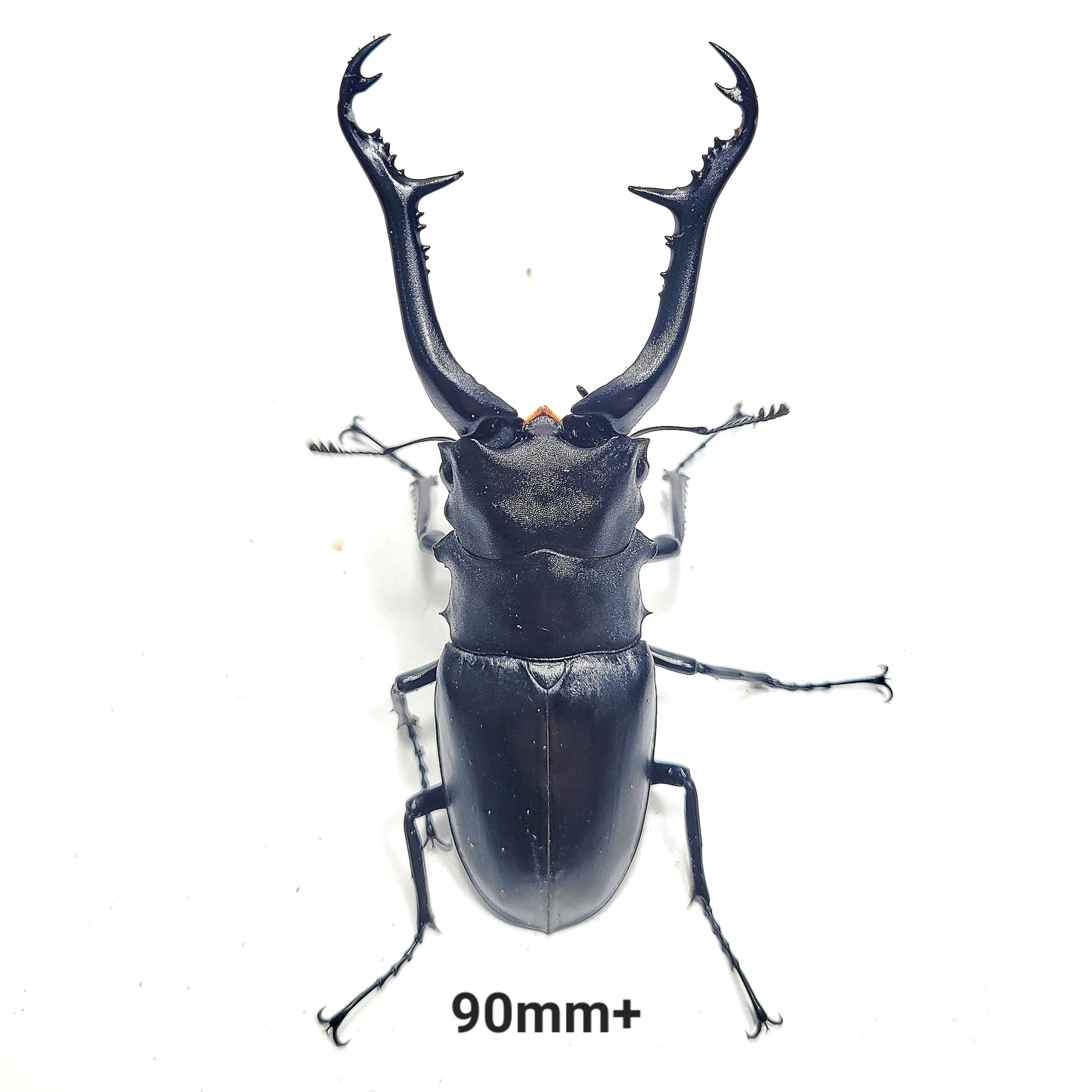 Giraffe Stag Beetle (Prosopocoilus giraffa keisukei)