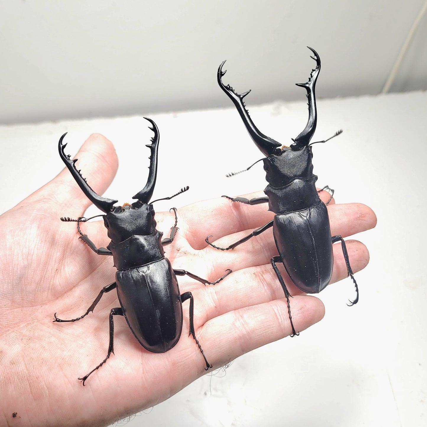 Giraffe Stag Beetle (Prosopocoilus giraffa keisukei)