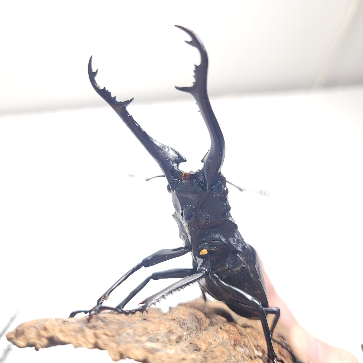 Giraffe Stag Beetle (Prosopocoilus giraffa keisukei)