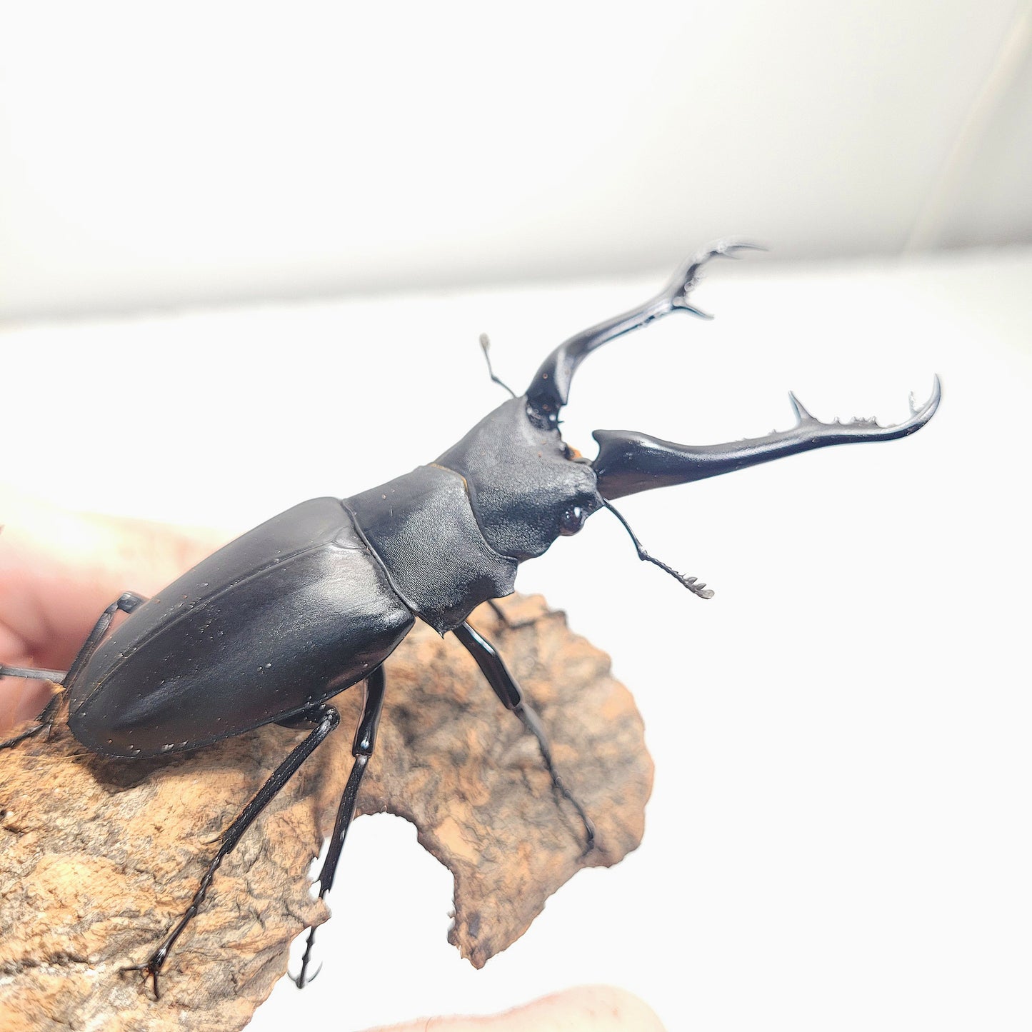Giraffe Stag Beetle (Prosopocoilus giraffa keisukei)