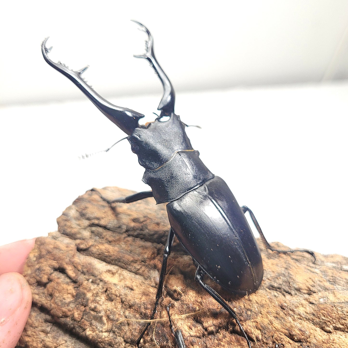 Giraffe Stag Beetle (Prosopocoilus giraffa keisukei)