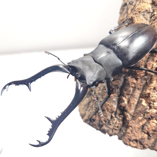 Giraffe Stag Beetle (Prosopocoilus giraffa keisukei)
