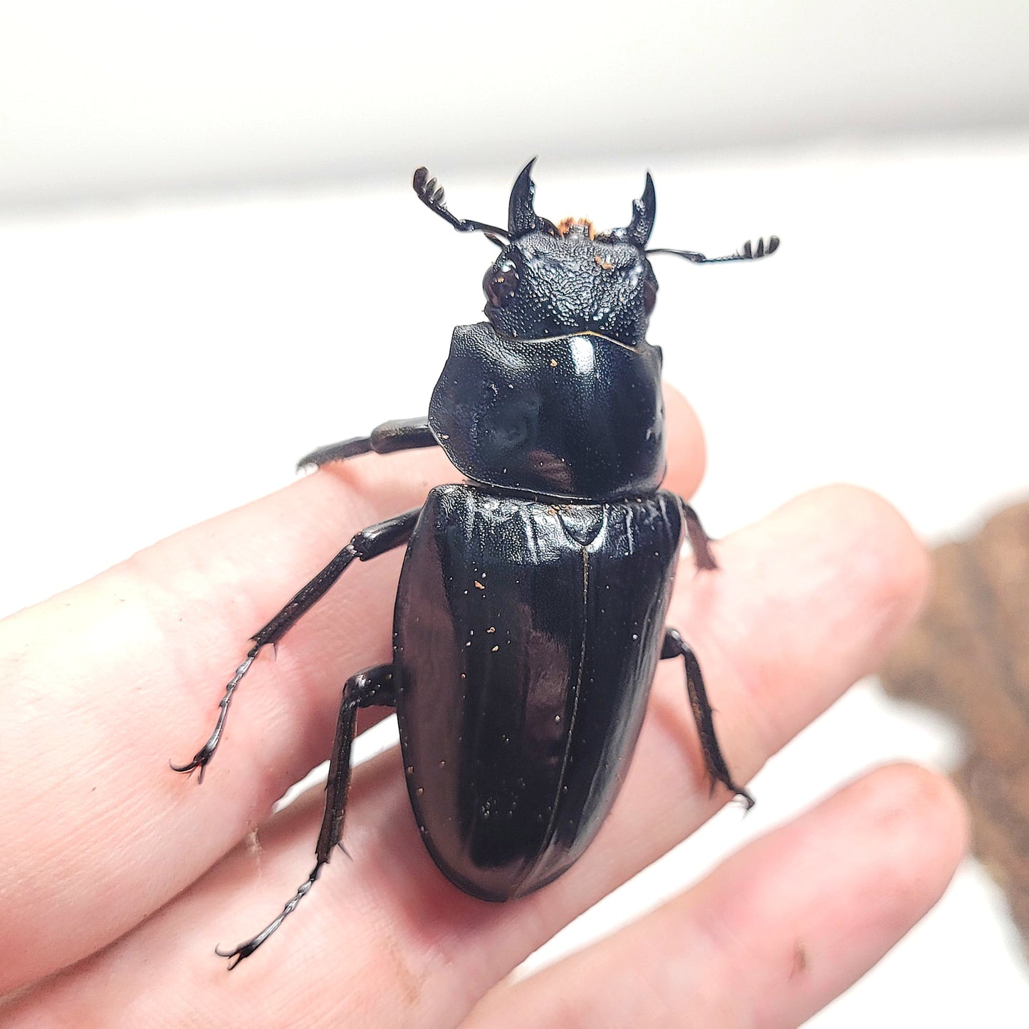Giraffe Stag Beetle (Prosopocoilus giraffa keisukei)