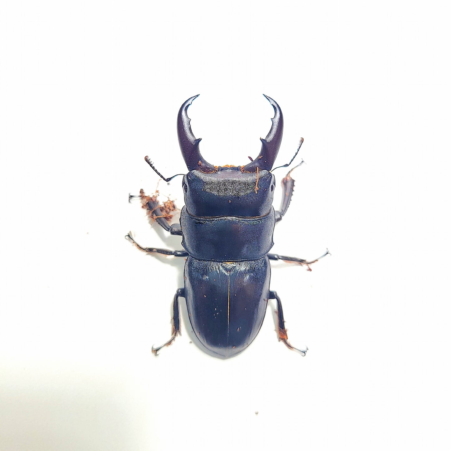 Dorcus kyanrauensis