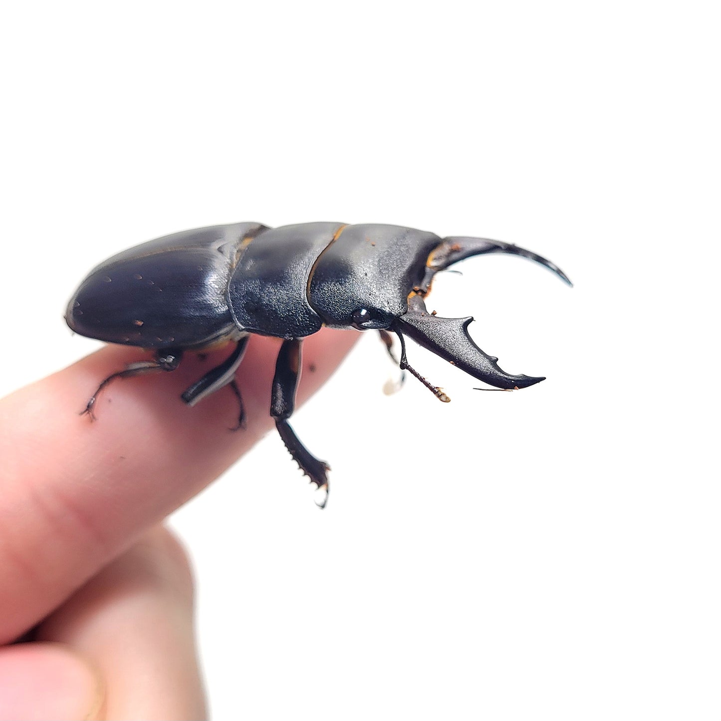 Dorcus kyanrauensis