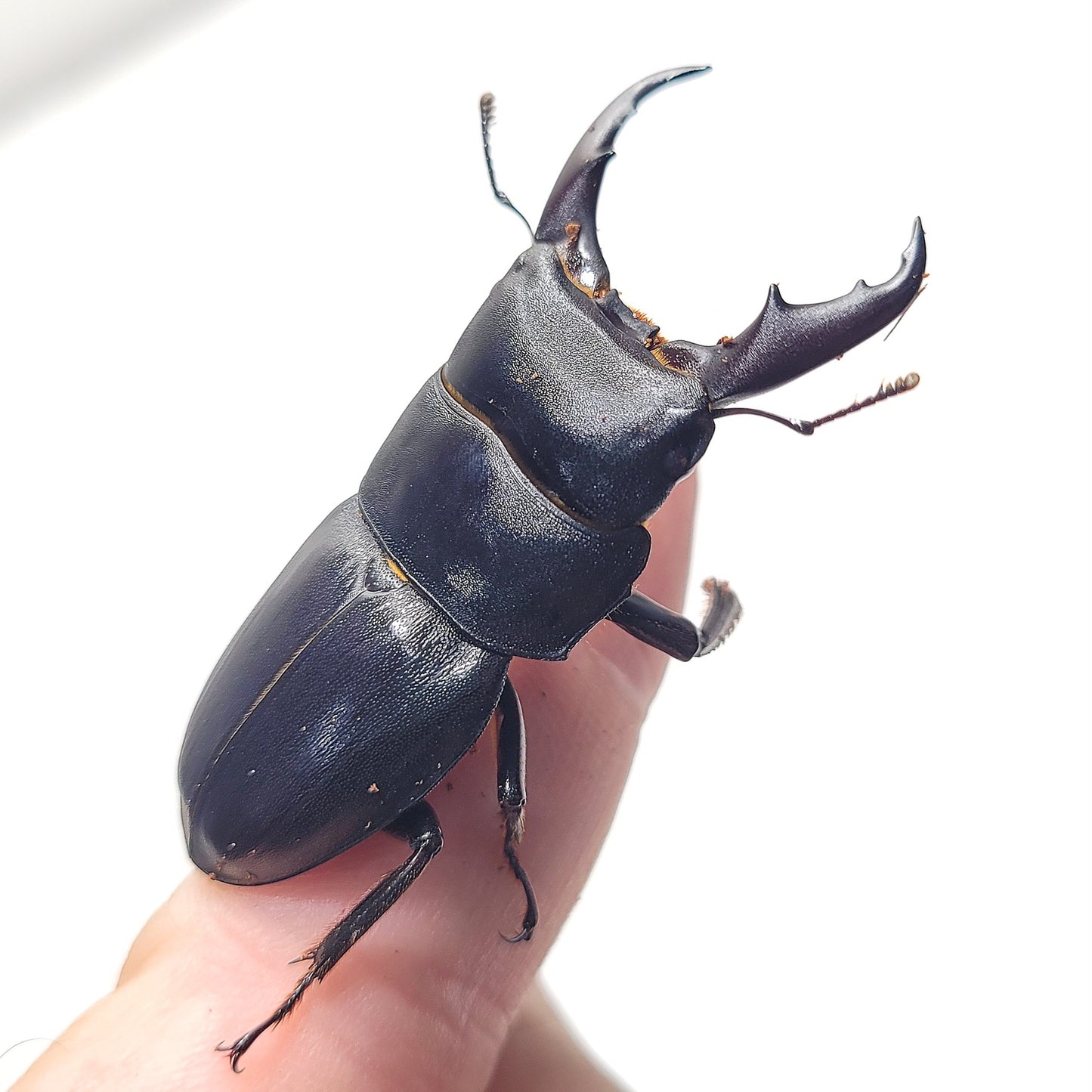 Dorcus kyanrauensis