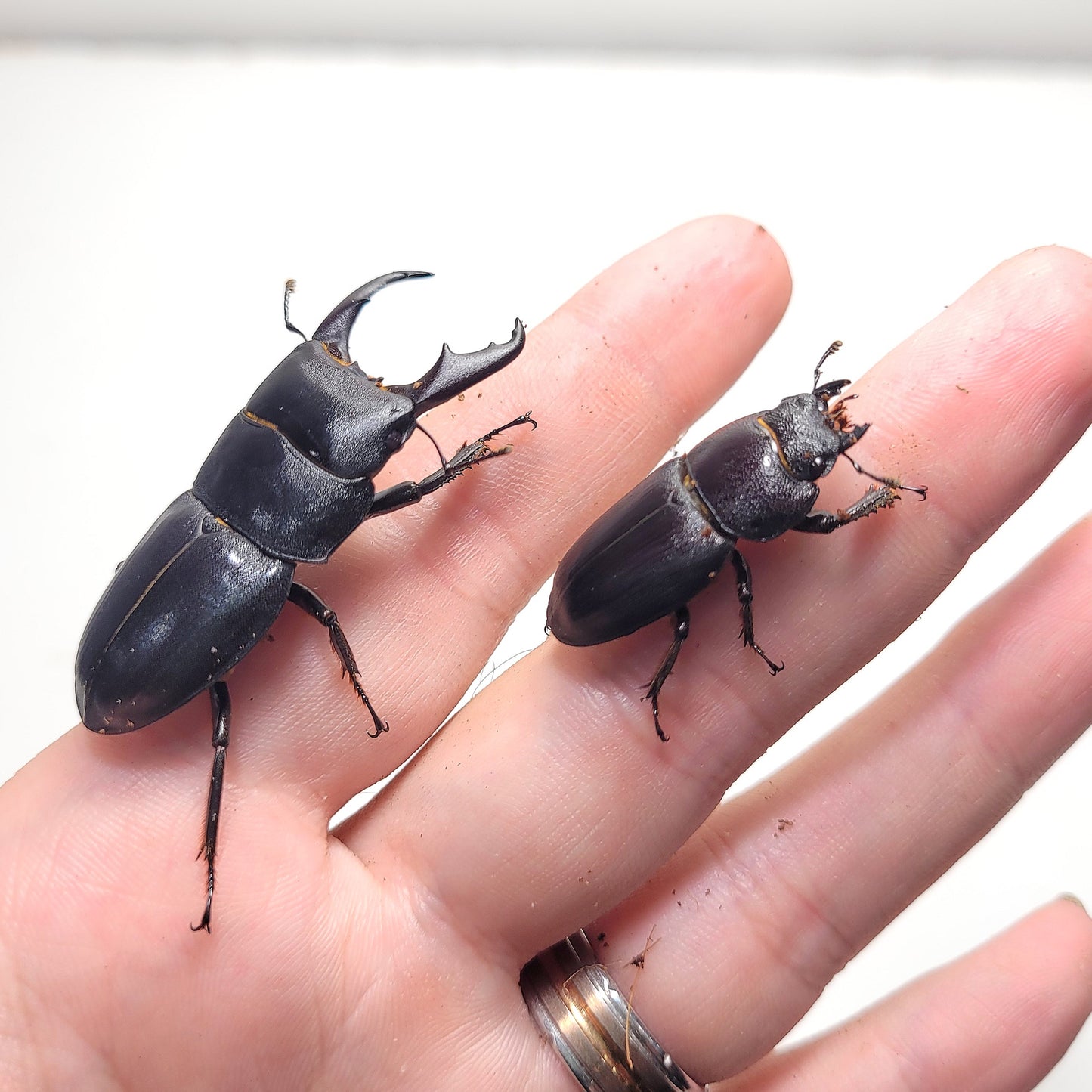 Dorcus kyanrauensis