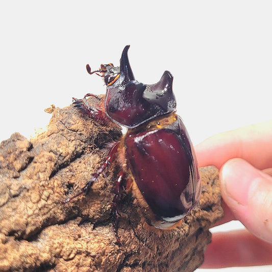 Ox Beetle (Strategus aloeus)
