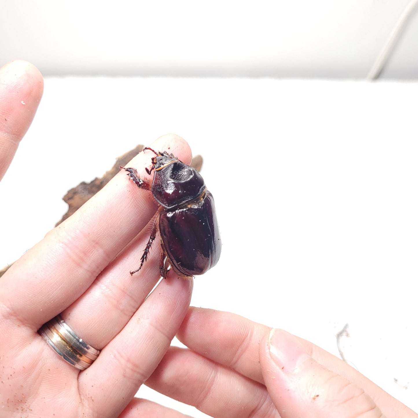 Ox Beetle (Strategus aloeus)
