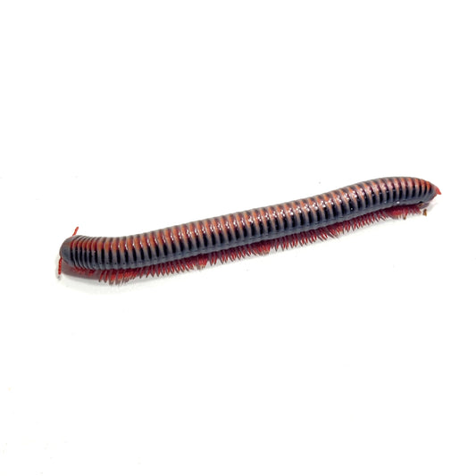Rainbow Millipede (Spirobolus caudulanus)