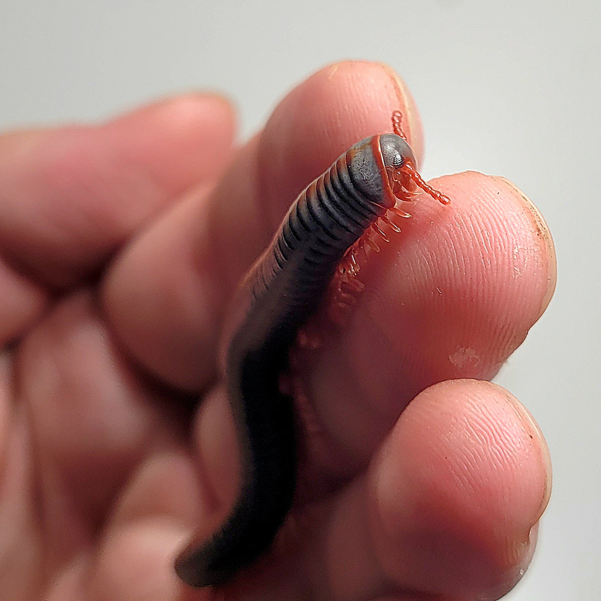Spirobolus Rainbow Millipede (Spirobolus caudulanus) – James' Beetle Farm