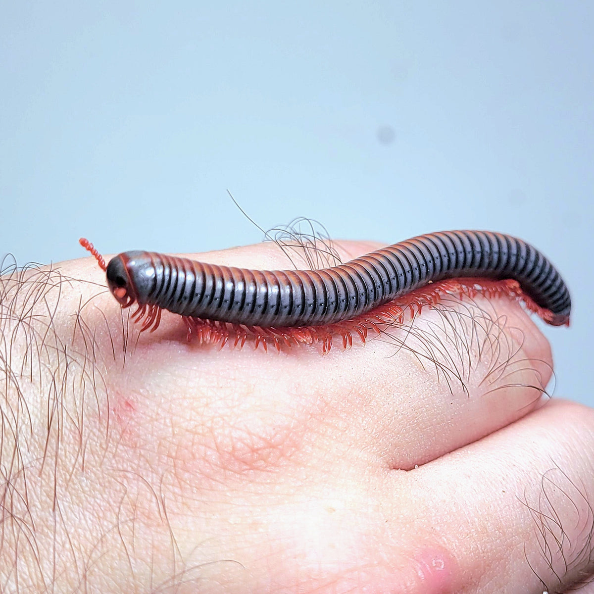 Spirobolus Rainbow Millipede (Spirobolus caudulanus) – James' Beetle Farm