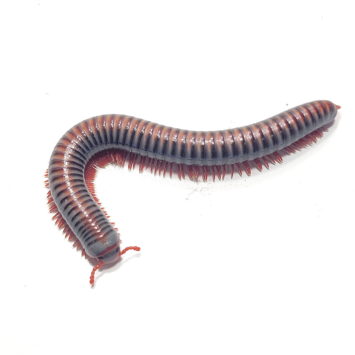 Spirobolus Rainbow Millipede (Spirobolus caudulanus) – James' Beetle Farm