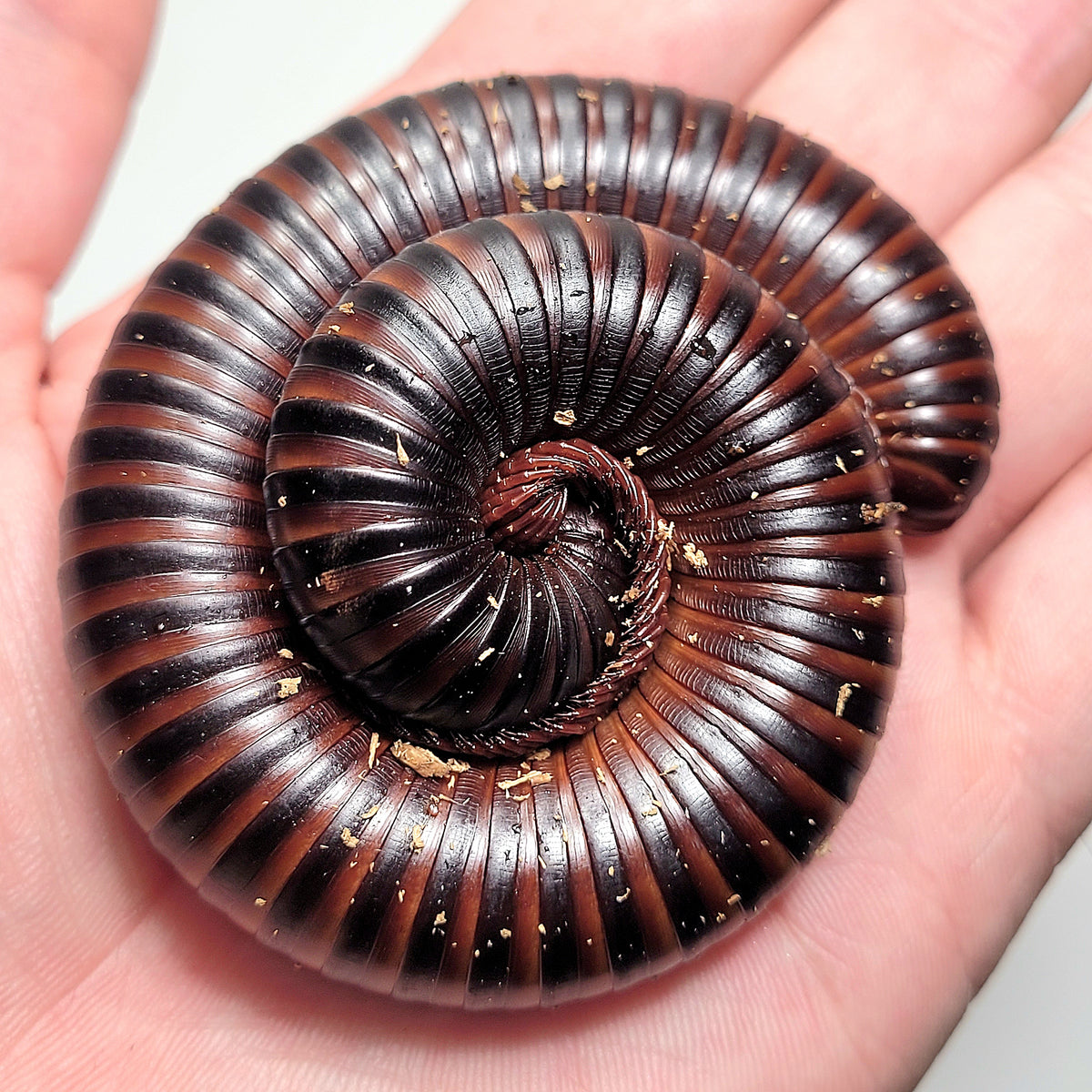 Spirobolus African Giant Millepede (Archispirostreptus gigas) – James' Beetle Farm
