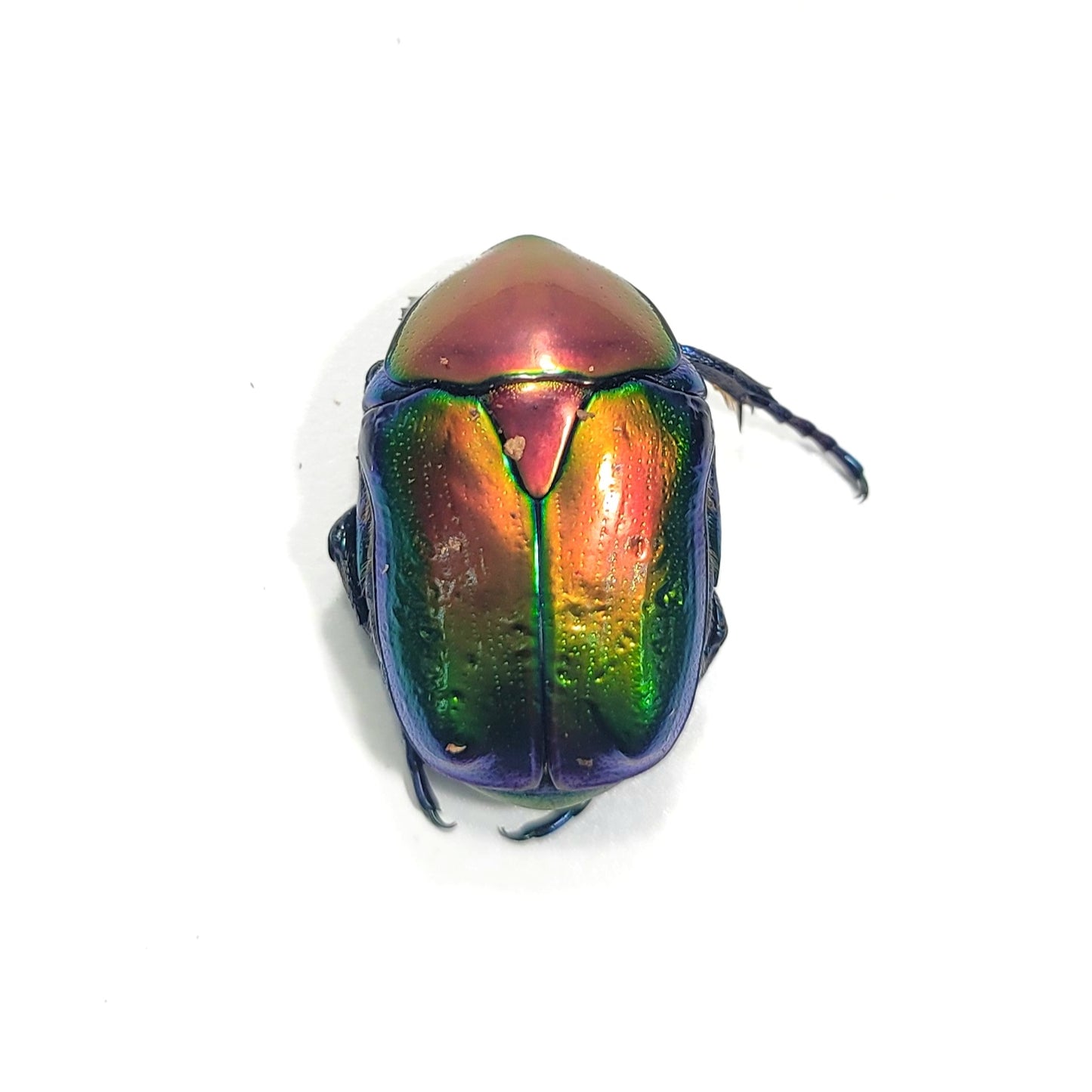 Cetonischema speciosa jousselini