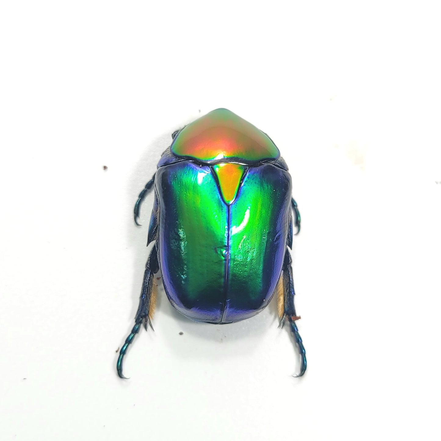 Cetonischema speciosa jousselini