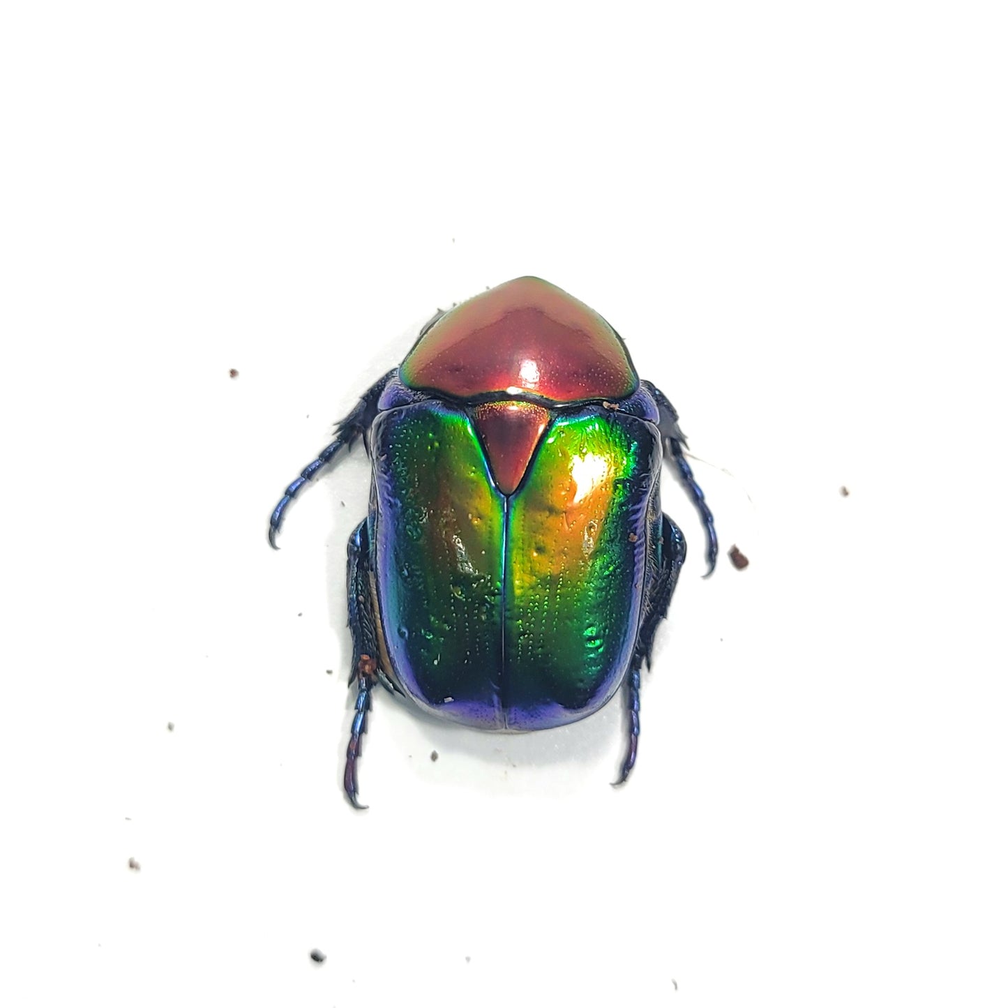 Cetonischema speciosa jousselini