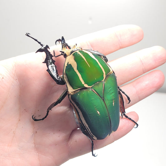 Giant Flower Beetle (Mecynorhina torquata ugandensis) (GREEN)