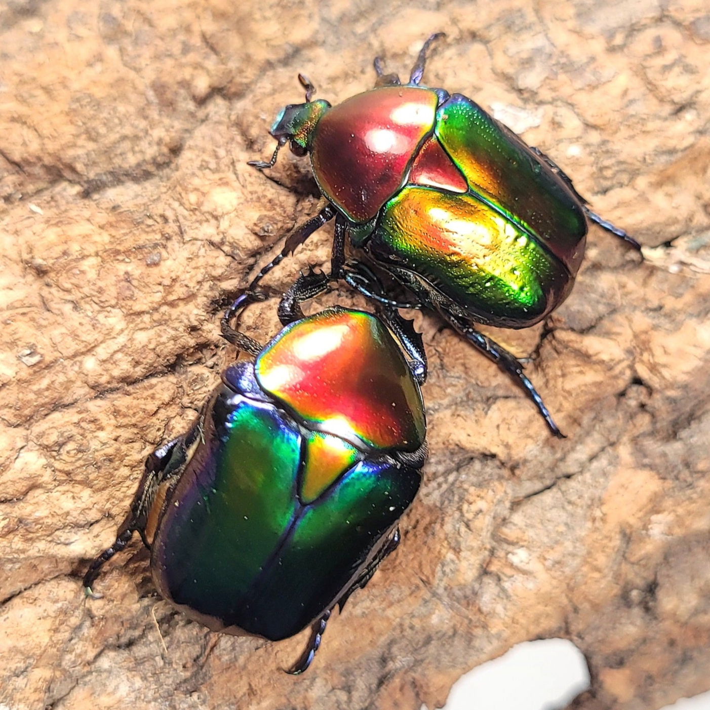 Cetonischema speciosa jousselini