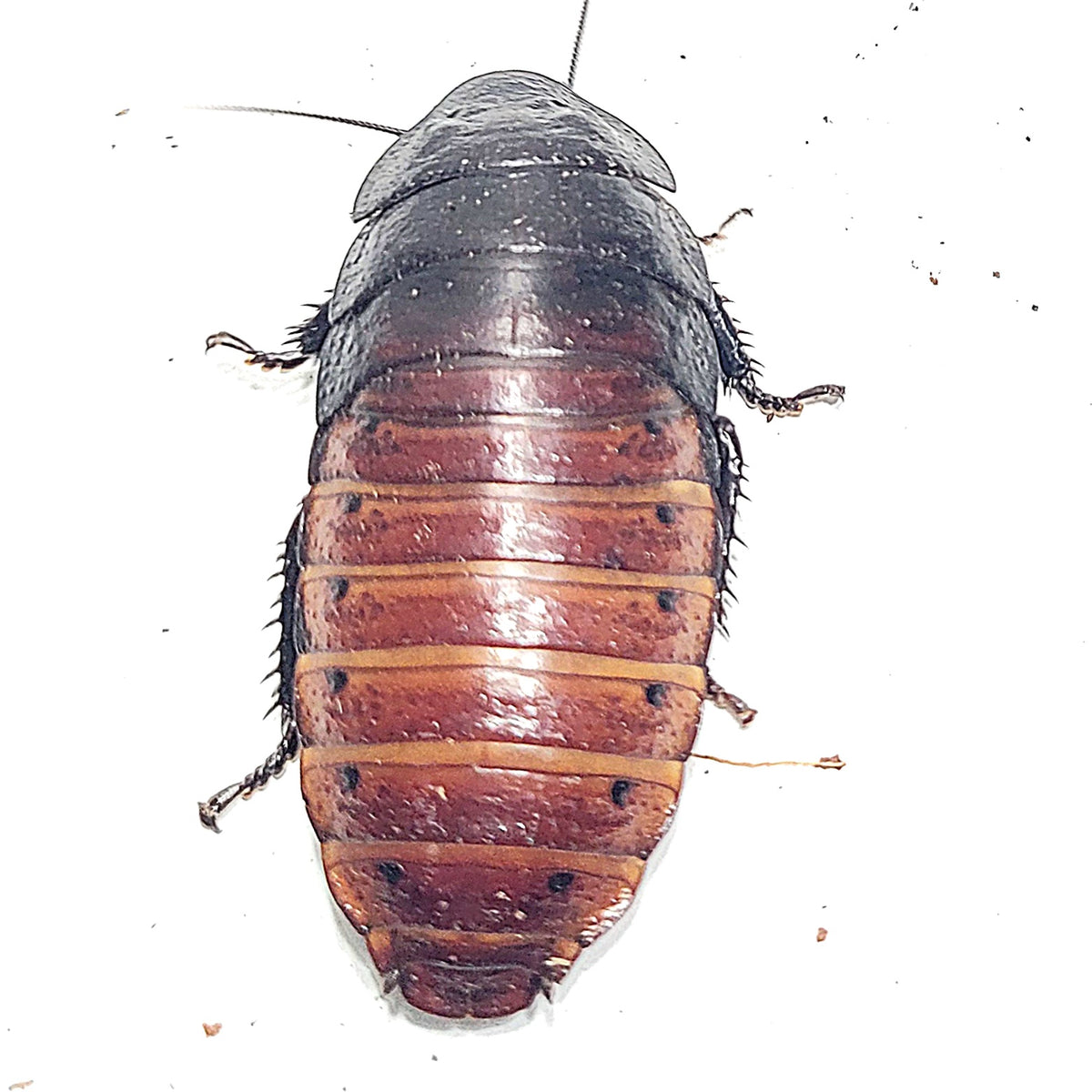 Madagascar Hissing Cockroach – James' Beetle Farm