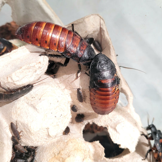 Madagascar Hissing Cockroach