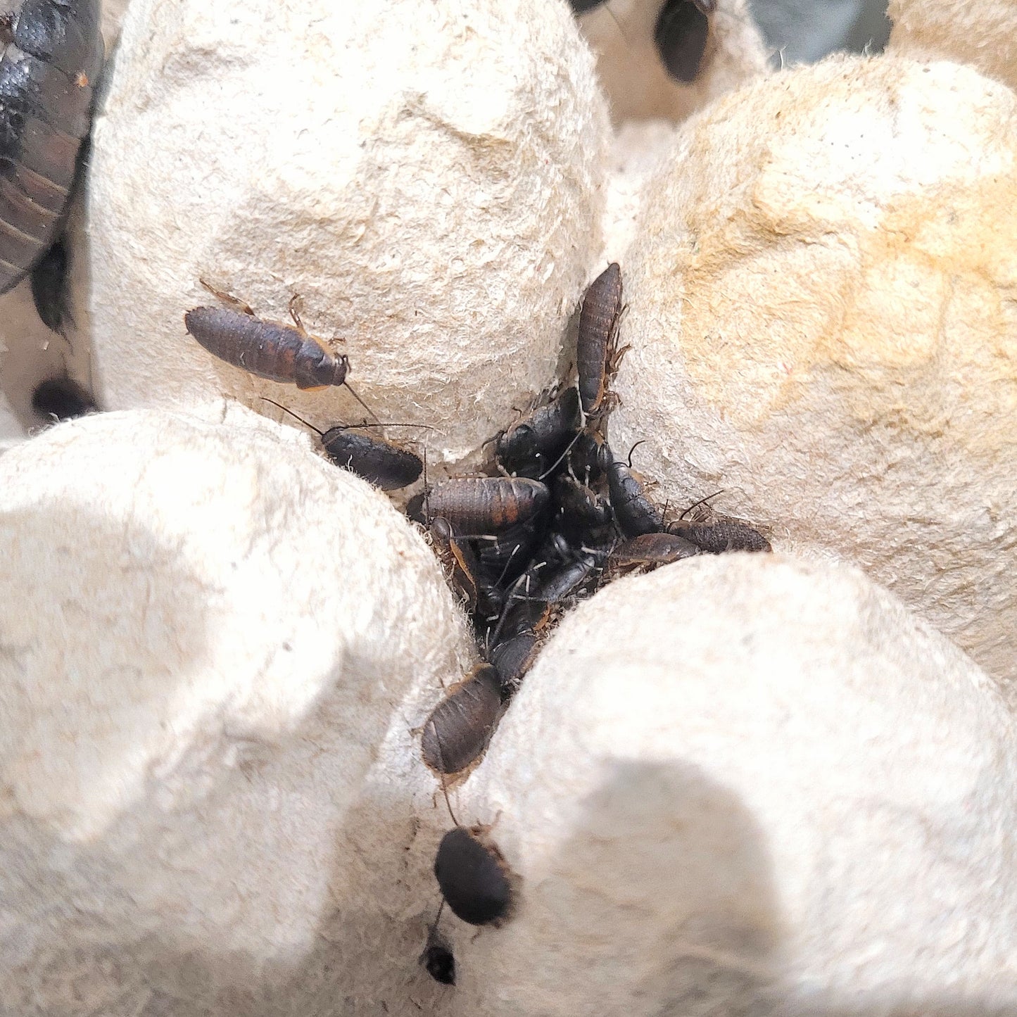 Madagascar Hissing Cockroach