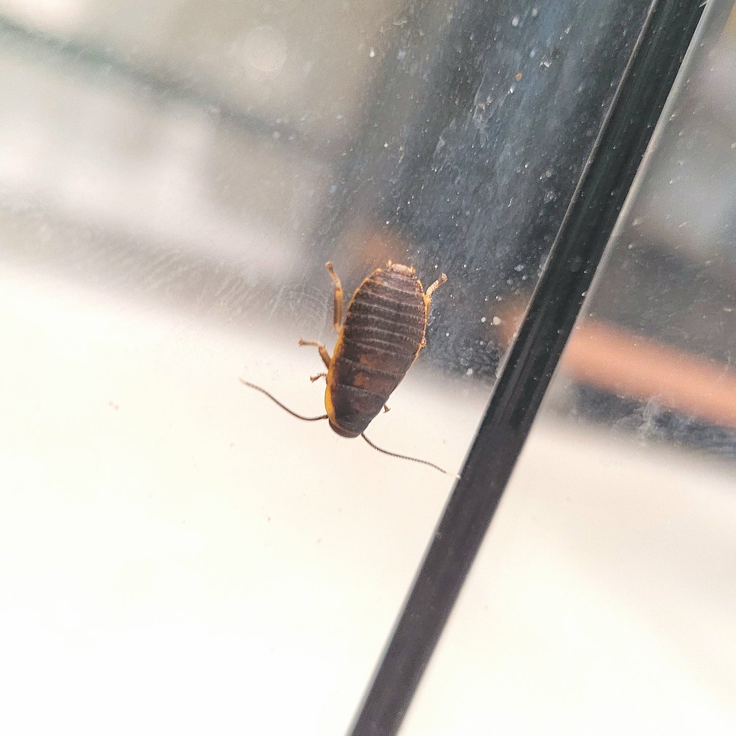 Madagascar Hissing Cockroach