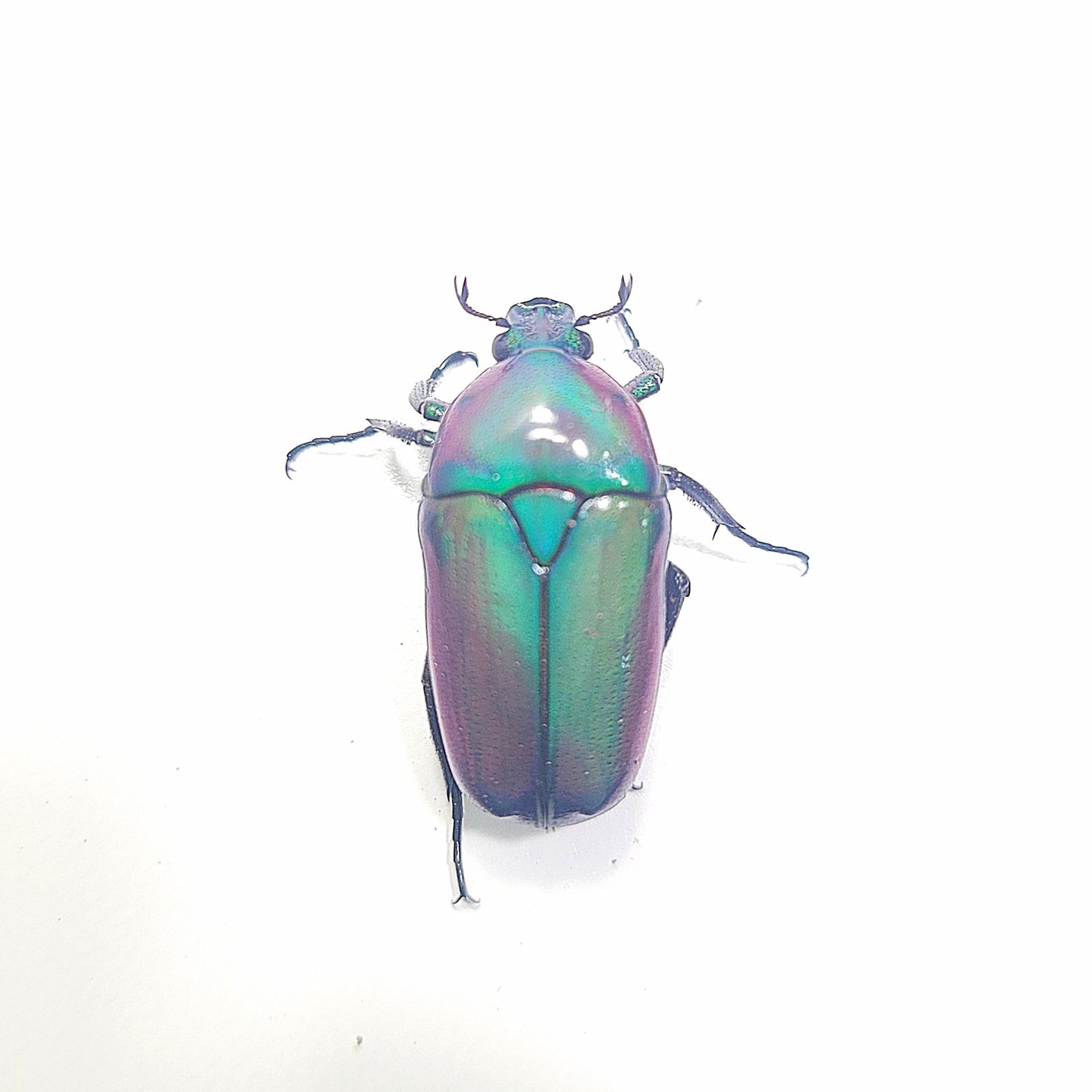 Chlorocala Africana Oertzeni