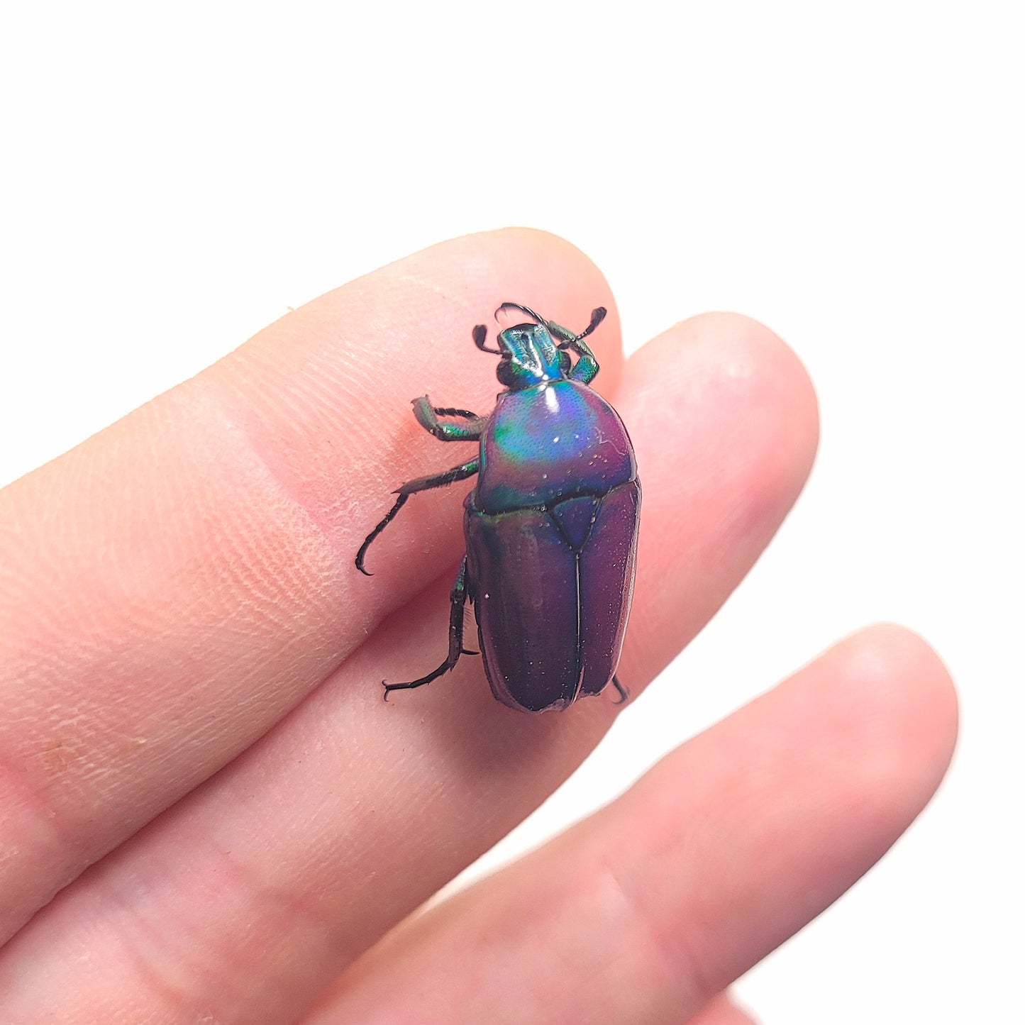 Chlorocala Africana Oertzeni