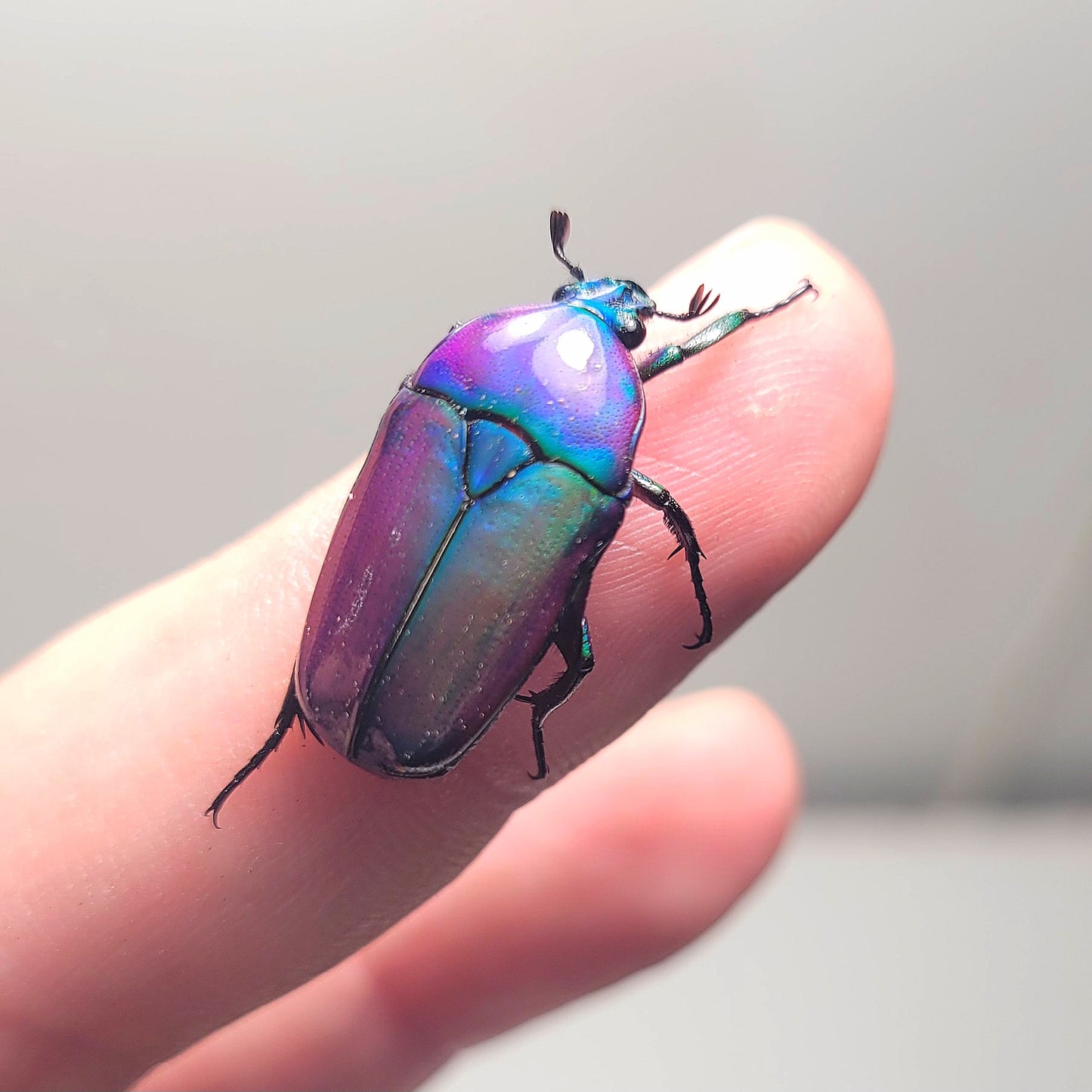 Chlorocala Africana Oertzeni