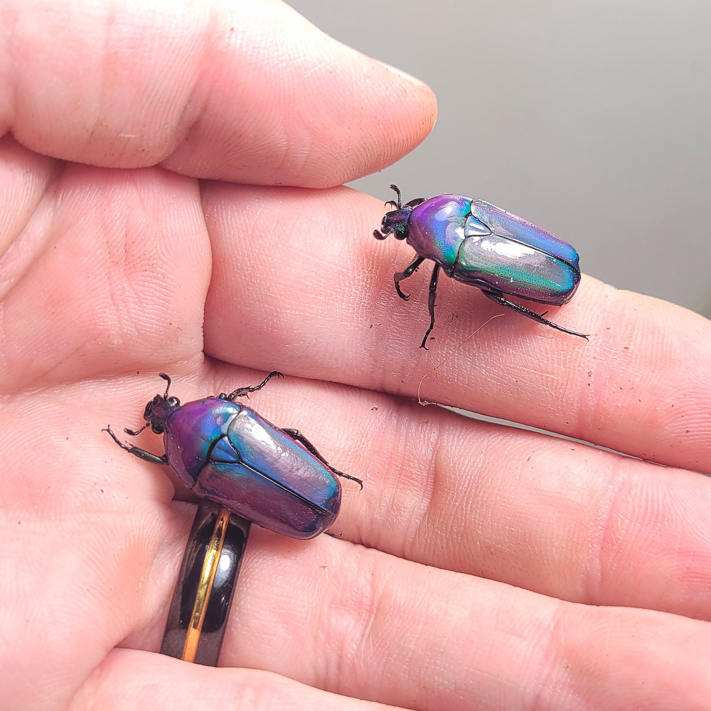 Chlorocala Africana Oertzeni