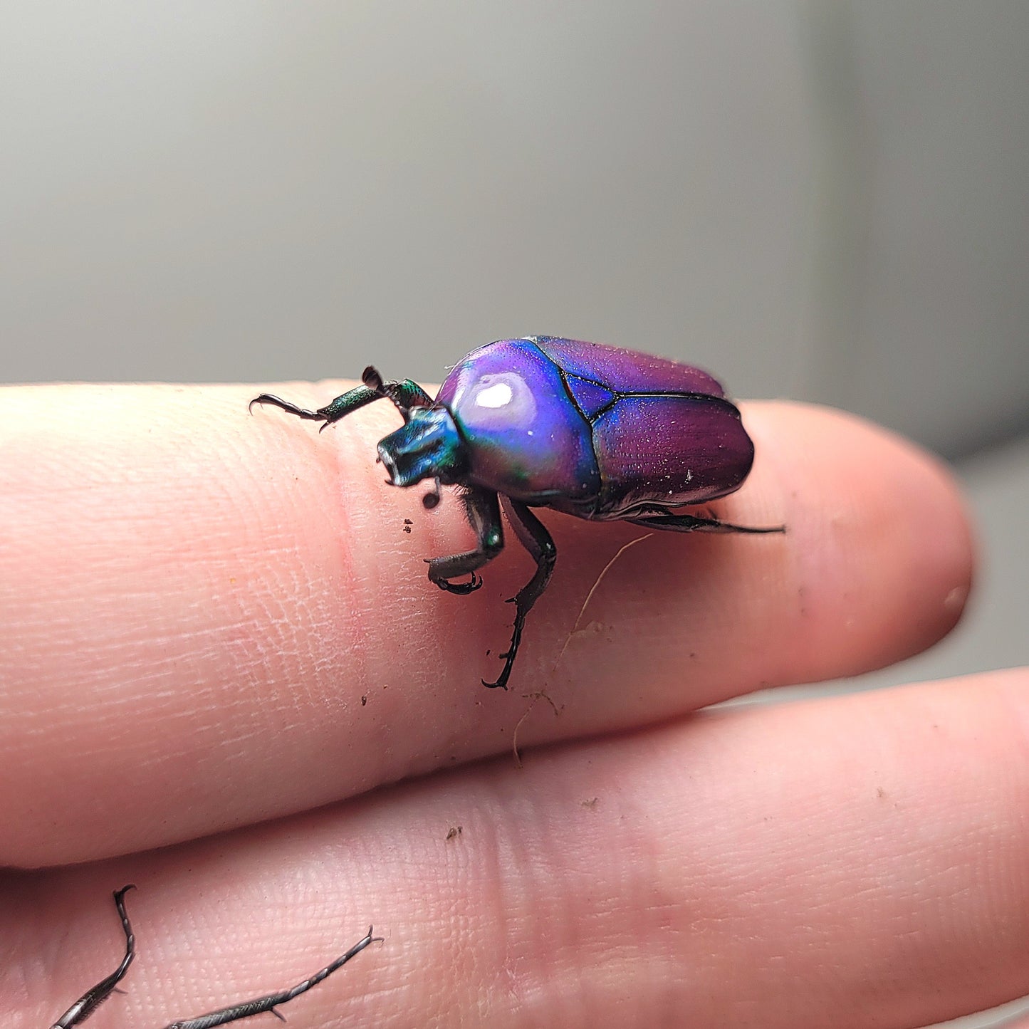 Chlorocala Africana Oertzeni