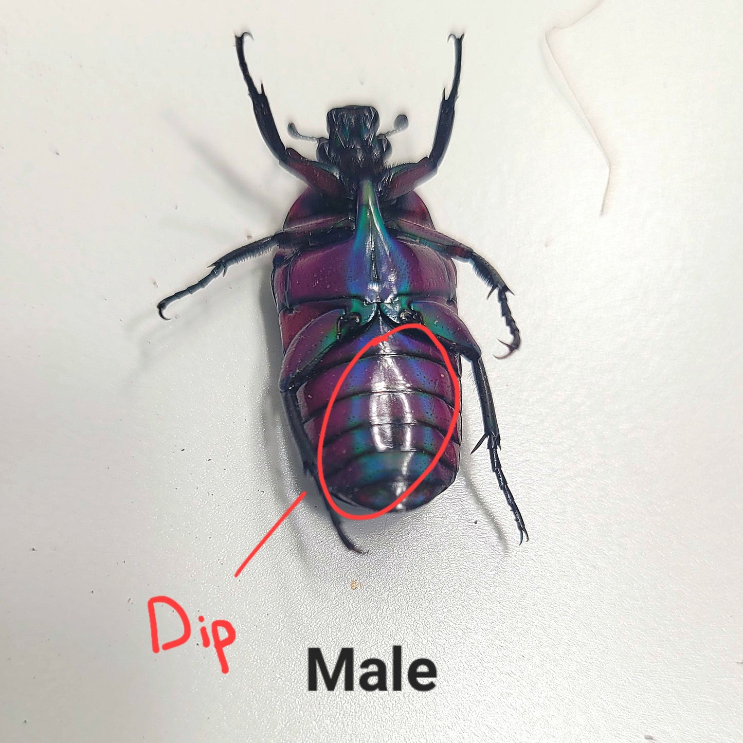 Chlorocala Africana Oertzeni