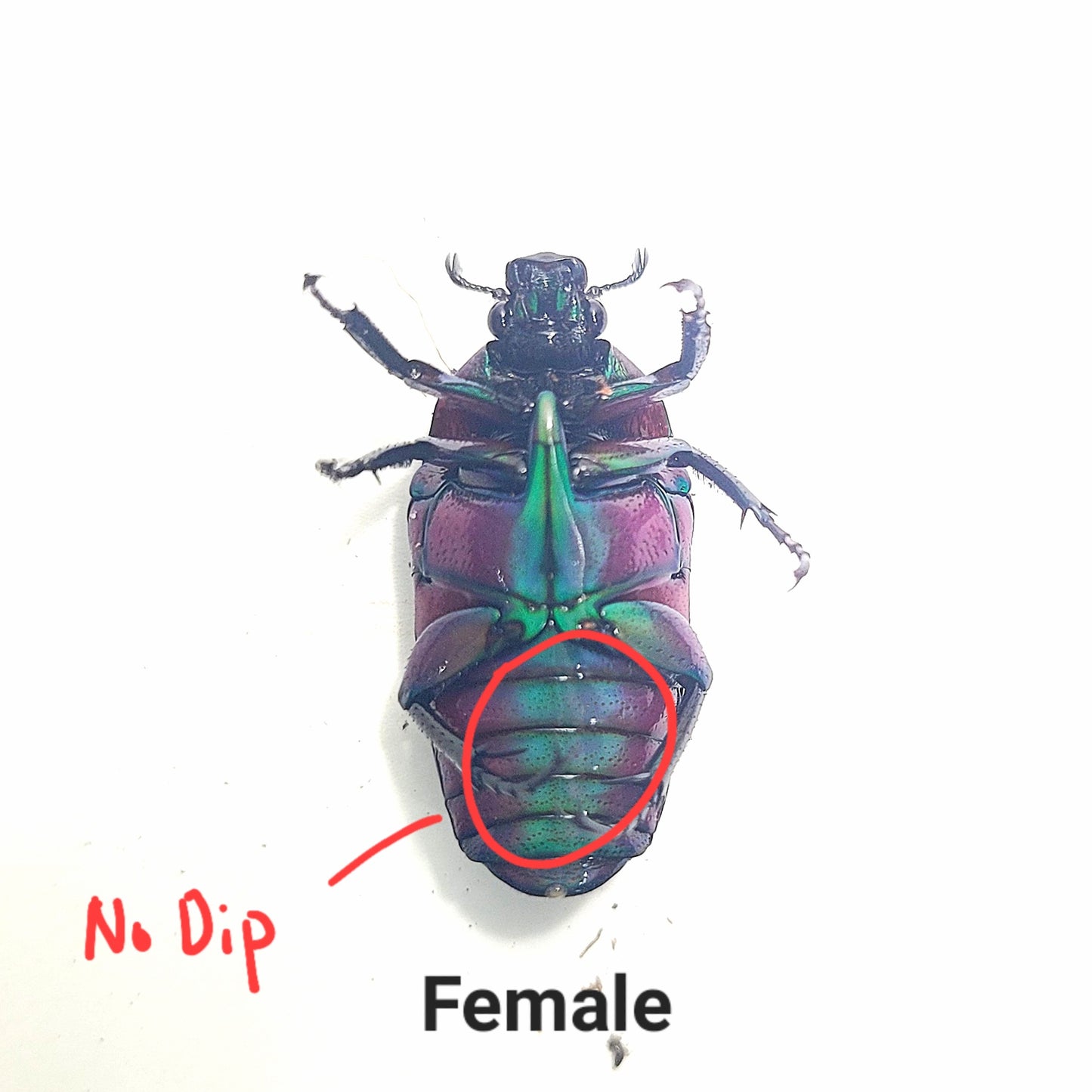Chlorocala Africana Oertzeni