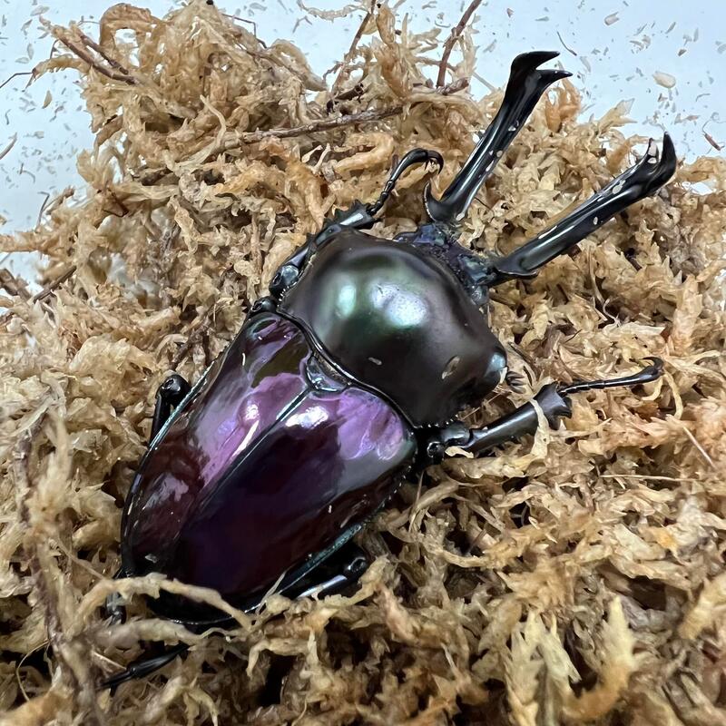 Purple Rainbow Stag Beetle (Phalacrognathus muelleri)
