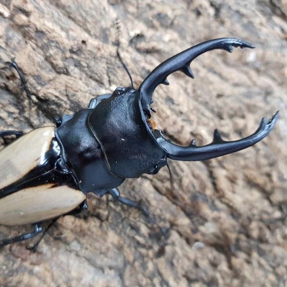 Overlord Ghost Stag Beetle (Odontolabis burmeisteri)