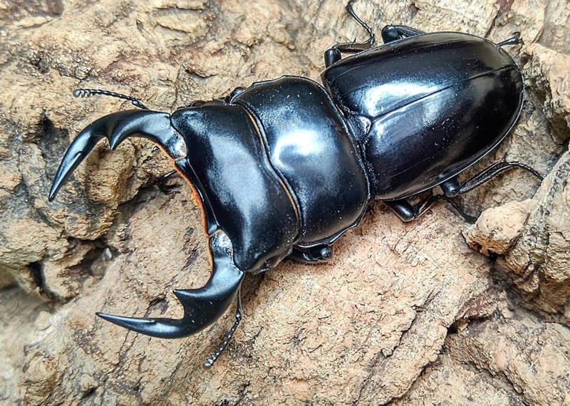 Northern Antler Stag Beetle (Dorcus antaeus antaeus) (North India ...