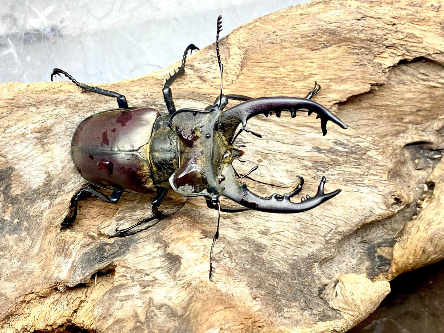 Lucanus maculifemoratus