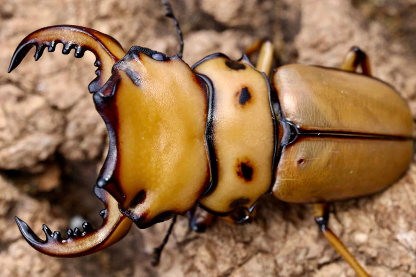 Homoderus mellyi (Crab Stag Beetle)