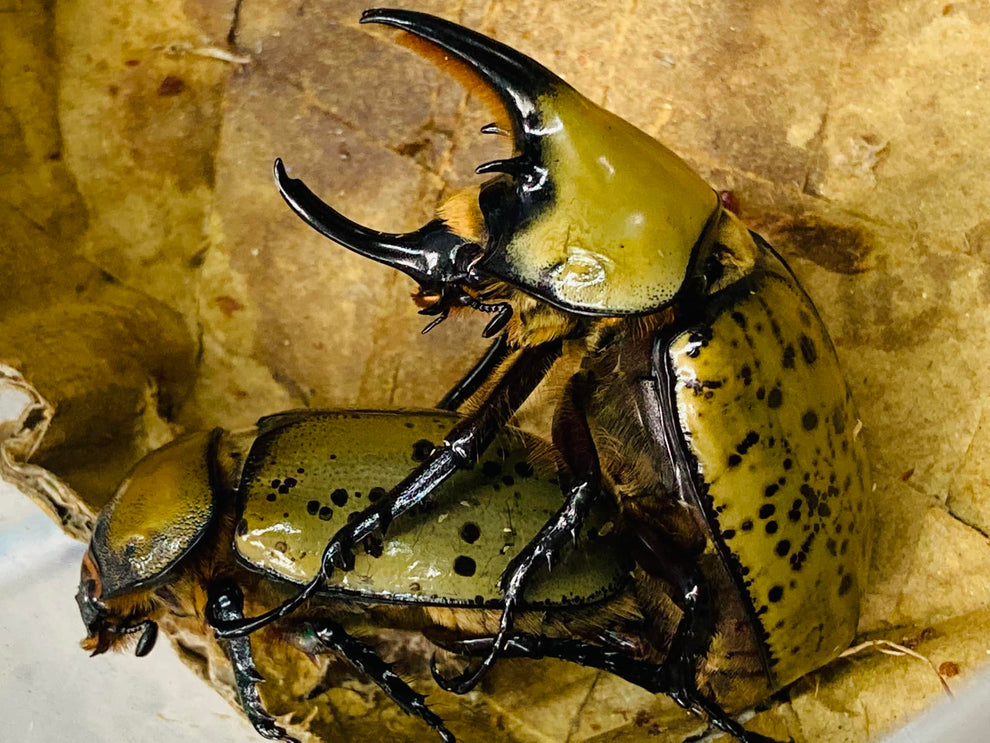 Buy Eastern Hercules Beetle Exotic Insects for Sale James' Beetle Farm