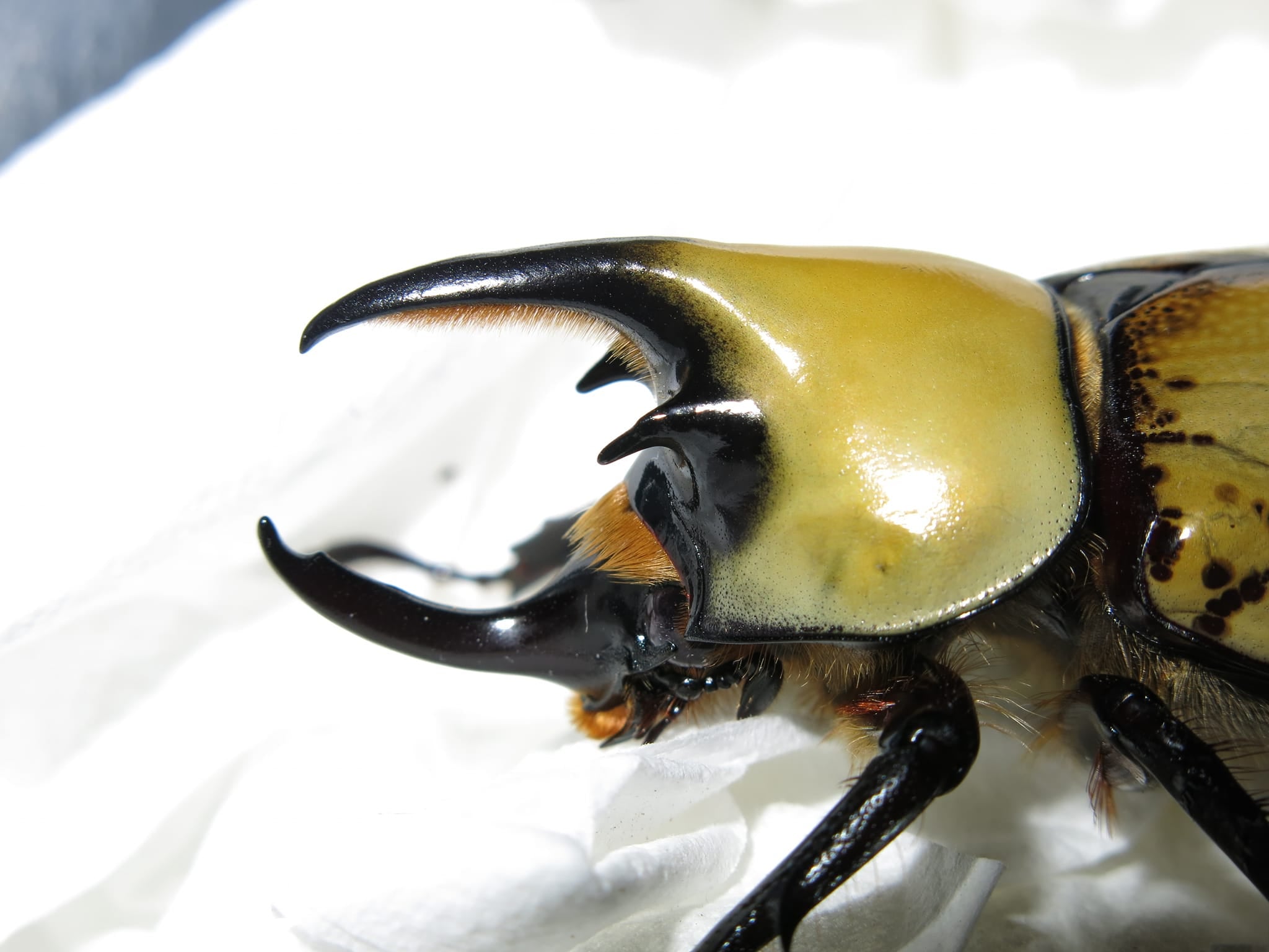 Buy Eastern Hercules Beetle Exotic Insects for Sale James' Beetle Farm
