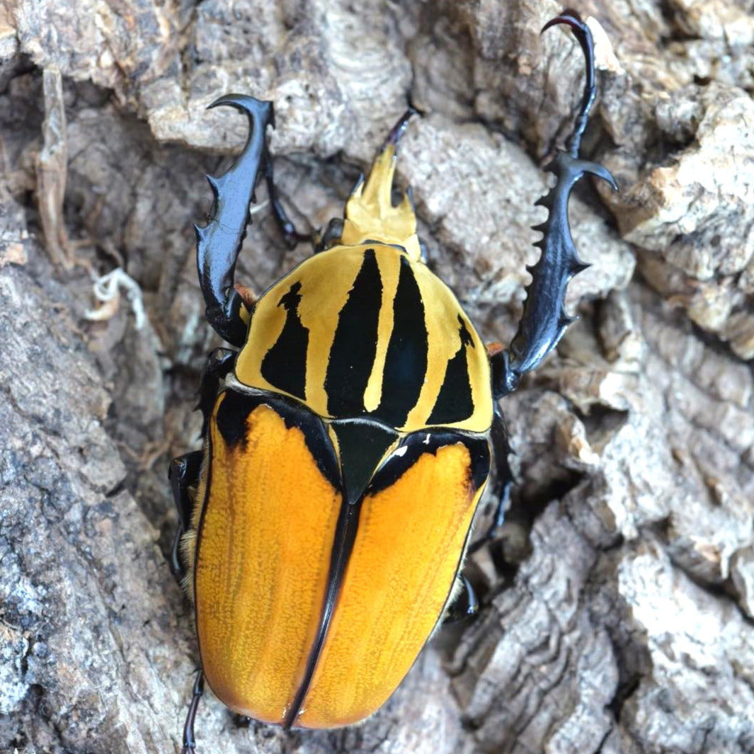 Oberthuri Flower Beetle (Mecynorhina oberthuri)